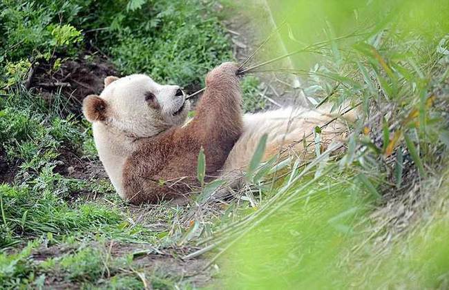 全世界唯一一只棕色大熊猫 网友：生到一半没墨了