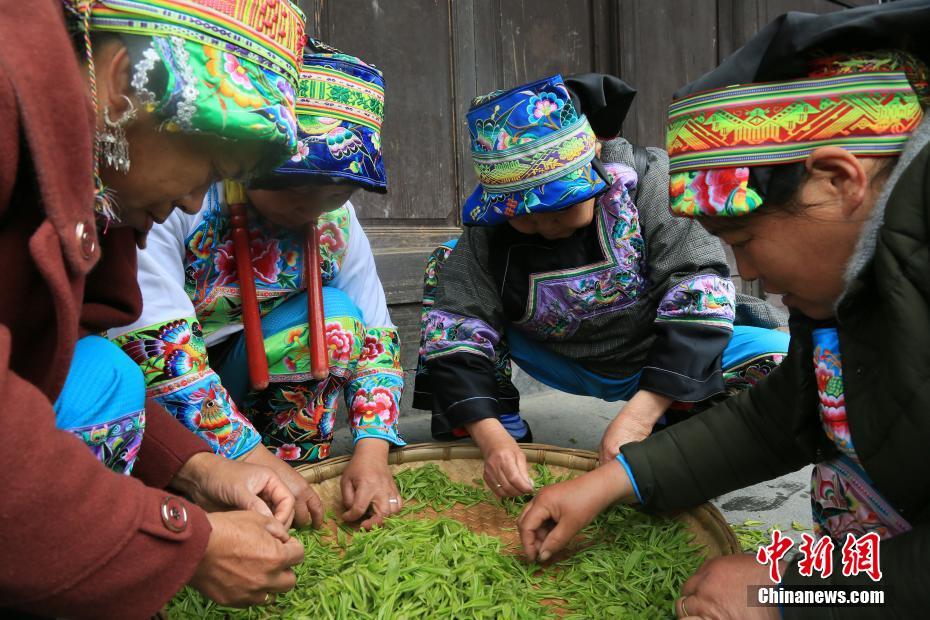 湘西保靖茶农现场竞技传统手工制茶工艺(组图)