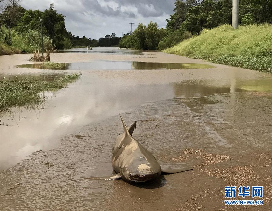 澳大利亚鲨鱼搁浅4