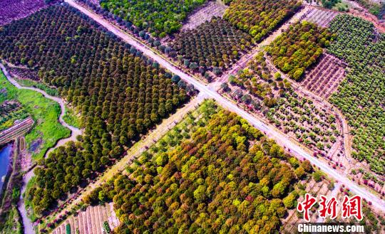 苗木花卉基地姹紫嫣红,成为市民踏青游玩的好去处