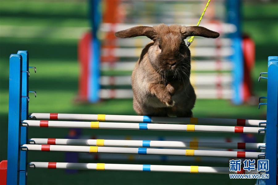 4月1日,在捷克的克罗梅日什,一只兔子参加田径赛的跳跃障碍项目秉赛