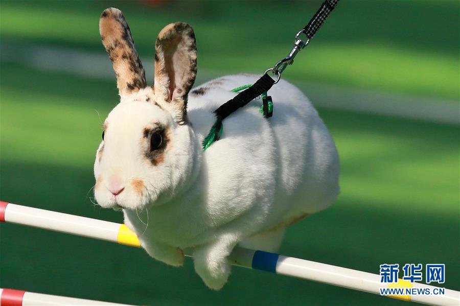 兔子田径赛[组图]_图片中国_中国网