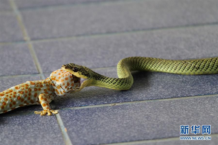 这是4月1日在泰国罗勇省拍摄的一条青蛇吞食蜥蜴的瞬间.新华社/西霸