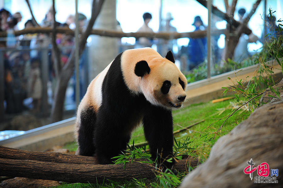 图片中国网讯 4月7日,成都大熊猫繁育基地与日本和歌山白浜野生动物园