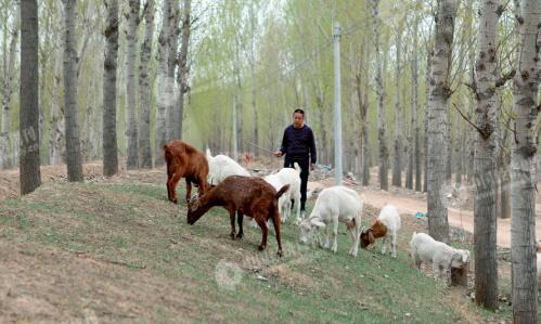 　　在程新家附近，偶遇一位放羊的村民。老乡提到，近年来周边水环境有所改善，但越积越多的生活垃圾困扰村民生活。