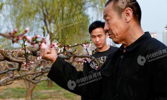 胡伟和父亲在自家地里，他们近年来专门种植桃子。他们身后是一处商业楼盘。
