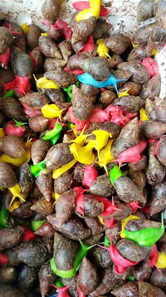 市场上热销的“彩色蜗牛”