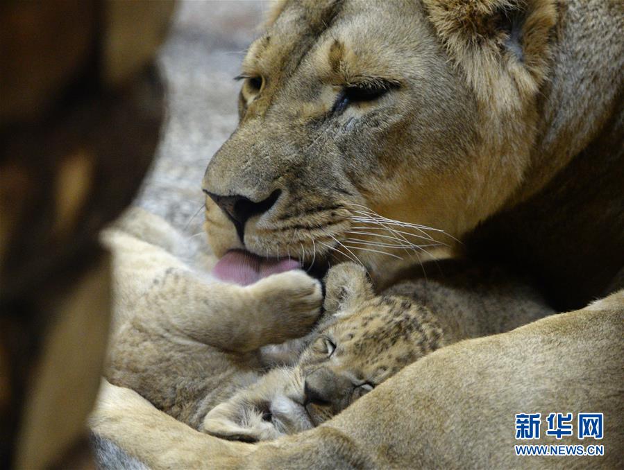 [15]（外代二线）非洲狮幼崽