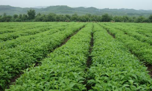 黔东南州六大举措推动苗侗民族医药创新发展