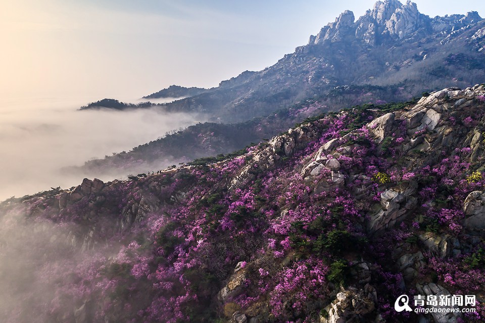 高清：航拍云雾大珠山 鲜花配奇石美不胜收