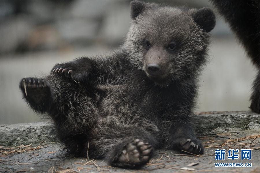 乌苏里棕熊幼崽图片