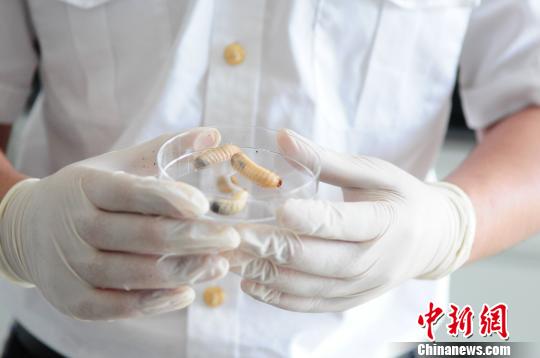 “冬虫夏草”邮包内钻出数千只幼虫系世界性地下害虫