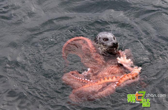 海豹与巨型章鱼的殊死搏斗惊心动魄一幕025
