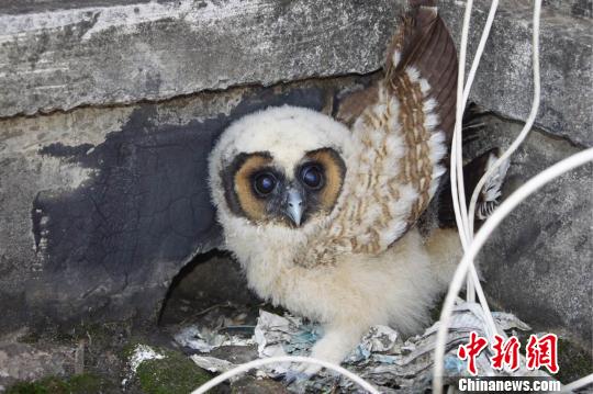 云南一村民捡到国家二级保护动物钳嘴鹳误当猫头鹰