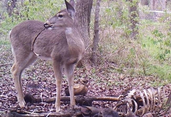 直播采蘑菇遇腐尸:男主播