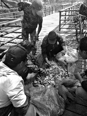 北京亮马河北岸放生南岸捞 十几箱小龙虾就这样倒进了河里