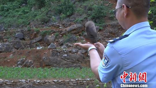 图为民警将红胸田鸡带至野外放生。　钟欣 摄