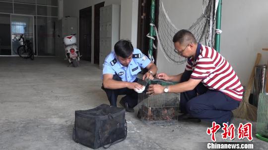 图为民警喂食红胸田鸡。　钟欣 摄