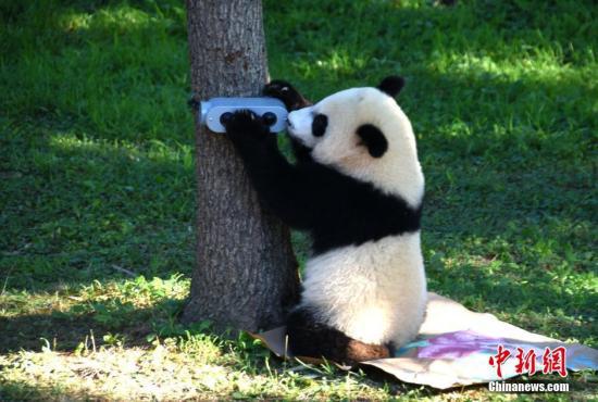 大熊猫贝贝庆祝一周岁生日 资料图。中新社记者 刁海洋 摄
