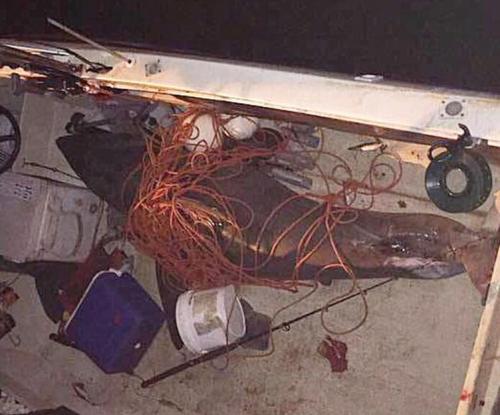 老人与200公斤鲨鱼搏斗 战况激烈老人只受轻伤【图】