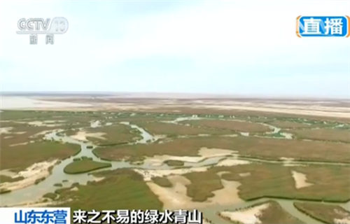 东营的黄河三角洲国家级自然保护区