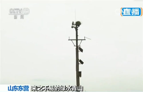 高杆顶端的鸟巢