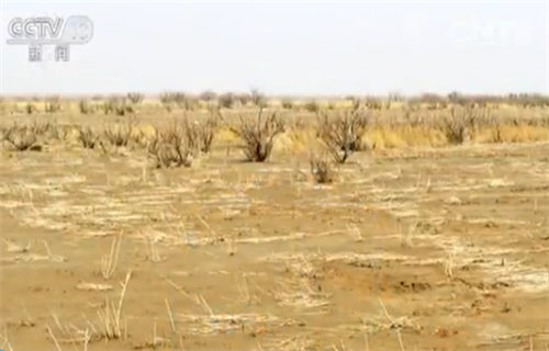 老照片中的黄沙枯草