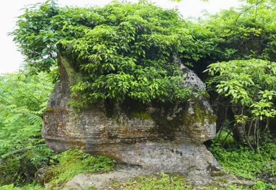 選擇,卻能給我們一個機會,亦如逃離繁塵後,在金佛山北坡,山王坪接近峰