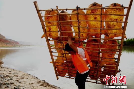 黄河羊皮筏子夏日漂流正当时