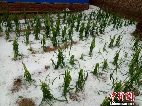甘肃灵台遭遇雷雨冰雹天气近万亩农作物受损（图）