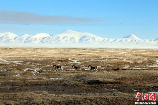 资料图 一群国家一级保护动物藏野驴在可可西里保护区散步。中新社发 赵凛松 摄
