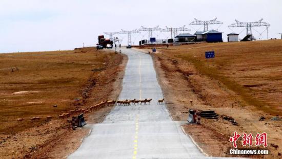 资料图 藏羚羊通过青藏公路。中新社记者 才仁桑周 摄