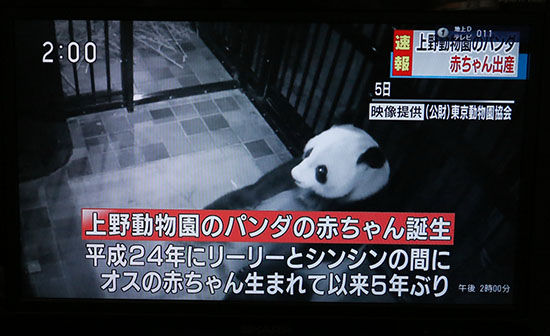 nhk电视台报道,12日中午前,东京上野动物园的雌性大熊猫"真真"产下
