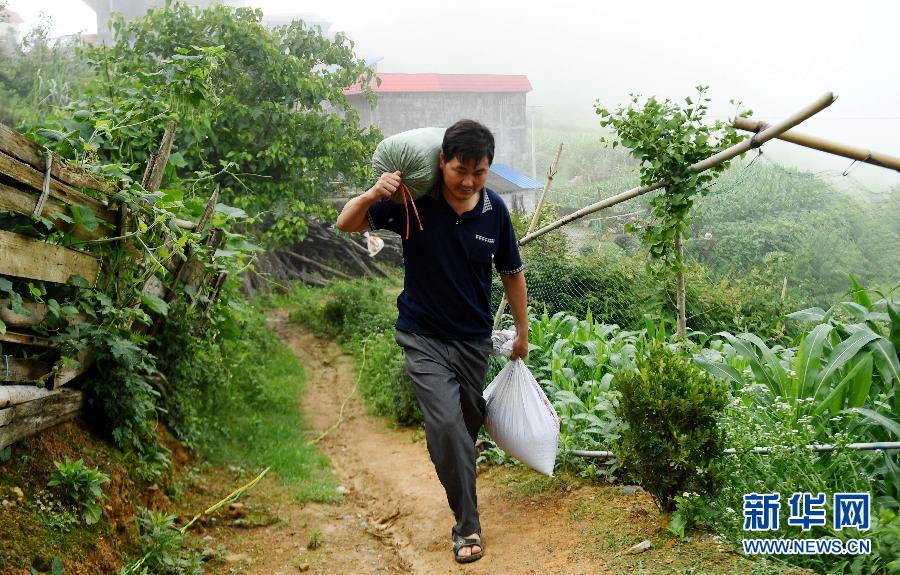 6月14日,广西河池市天峨县八腊瑶族乡五福村农民房文军赶赴村里的“空店”。当日,记者在广西河池市天峨县八腊瑶族乡五福村看到,众多当地和周边地区的村民来到该村正在运营的“空店”,销售自己生产的瓜果、鸡鸭等农产品,场面红火。“空店”是指在贫困村和城市社区间架起的“空中农贸市场”,旨在整合农村零散优质农产品资源,设立村级交易点收购,再通过线上及线下的渠道销售给城市社区居民。新华社记者张爱林摄 6月14日,广西河池市天峨县八腊瑶族乡五福村农民房文军赶赴村里的“空店”。当日,记者在广西河池市天峨县八腊瑶族乡五福村看到,众多当地和周边地区的村民来到该村正在运营的“空店”,销售自己生产的瓜果、鸡鸭等农产品,场面红火。“空店”是指在贫困村和城市社区间架起的“空中农贸市场”,旨在整合农村零散优质农产品资源,设立村级交易点收购,再通过线上及线下的渠道销售给城市社区居民。新华社记者张爱林摄