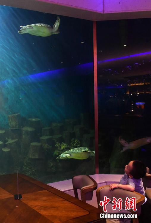 厦门海洋主题餐厅 食客边吃边看 美人鱼