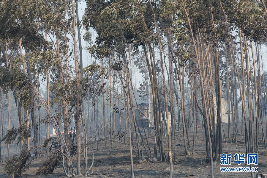 葡萄牙森林火災至少62人死亡 政府宣佈進入緊急狀態