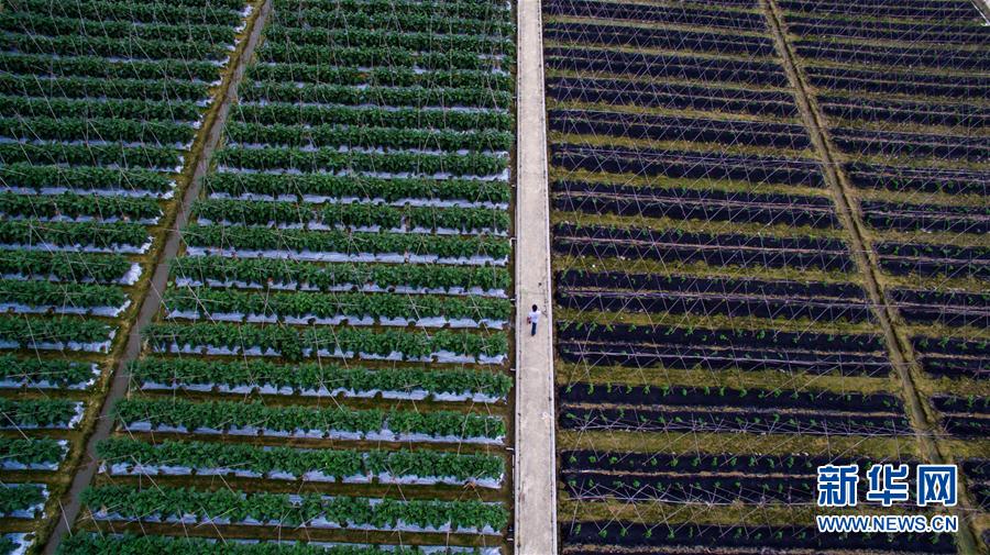 （香港回归二十周年）（1）从田间到菜篮——供港蔬菜的跨境之旅