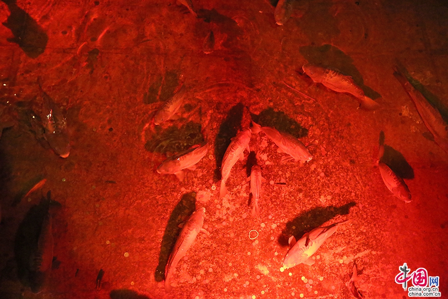 地下水宫中的鲤鱼