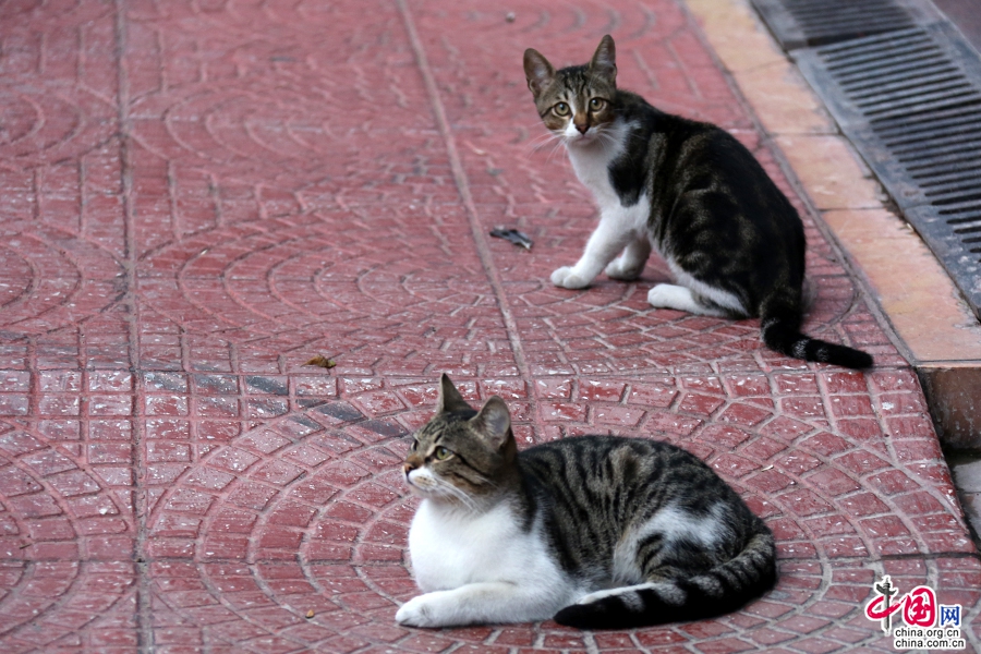 伊斯坦布尔的小猫