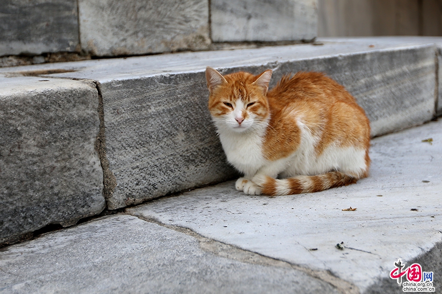 蓝色清真寺台阶上的猫