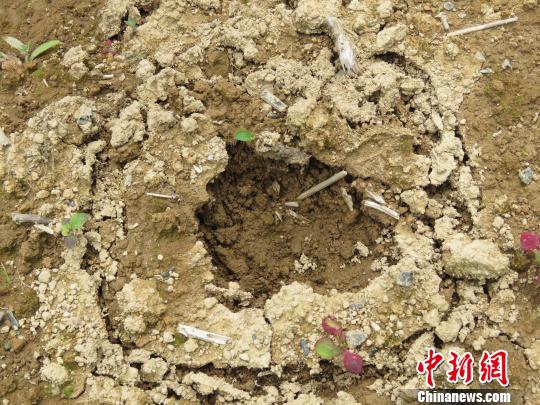 湖北后河国家级自然保护区现疑似金钱豹足迹