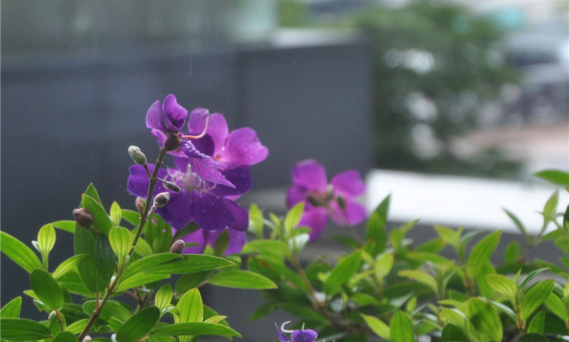 【香江20年】紫荆花开灿烂庆回归