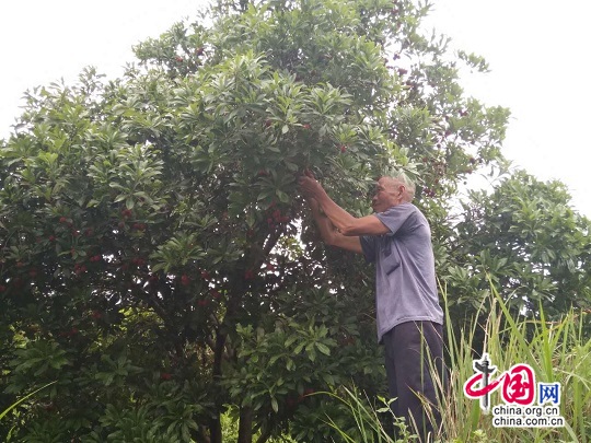 湖南洞口县杨梅滞销 各方助力4天售出3.6万斤 湖南洞口县杨梅滞销 各方助力4天售出3.6万斤