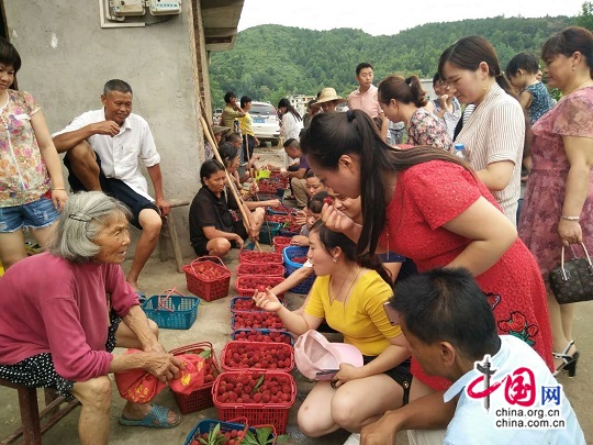 湖南洞口县杨梅滞销 各方助力4天售出3.6万斤 湖南洞口县杨梅滞销 各方助力4天售出3.6万斤