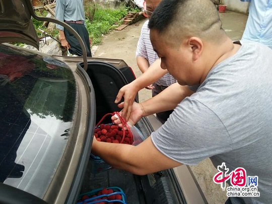 湖南洞口县杨梅滞销 各方助力4天售出3.6万斤 湖南洞口县杨梅滞销 各方助力4天售出3.6万斤