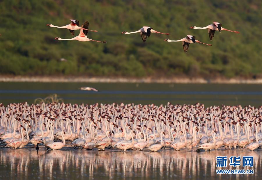 （国际）（2）博戈里亚湖——火烈鸟“天堂”