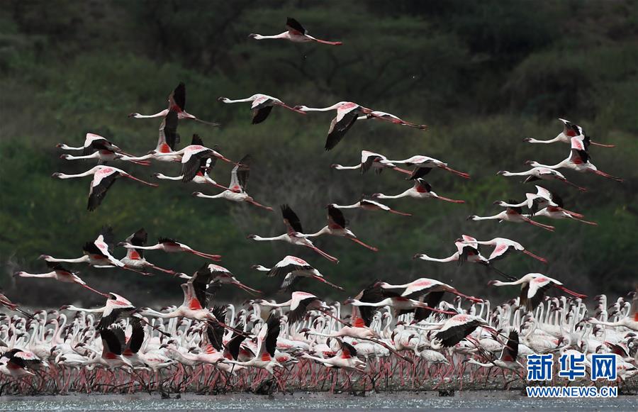 （国际）（5）博戈里亚湖——火烈鸟“天堂”