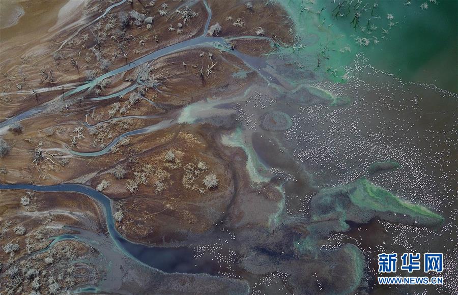 （国际）（6）博戈里亚湖——火烈鸟“天堂”