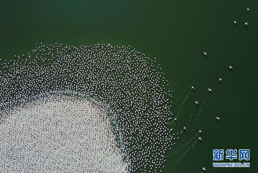 （国际）（7）博戈里亚湖——火烈鸟“天堂”