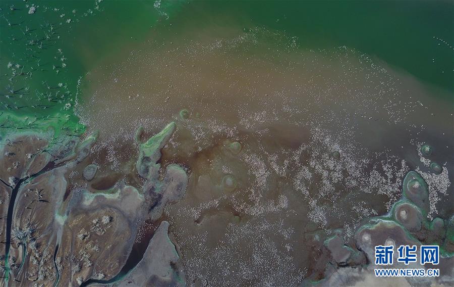 （国际）（8）博戈里亚湖——火烈鸟“天堂”